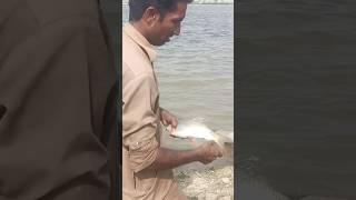 fish catching Indus river#beautiful #pakistan