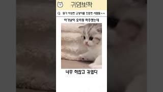 이상한 고양이를 인증한 사람들ㅋㅋ