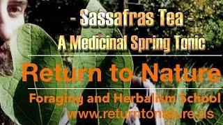 Sassafras Tea - A Spring Healing Tonic