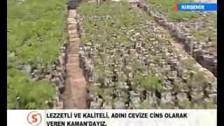 Kaman Cevizi