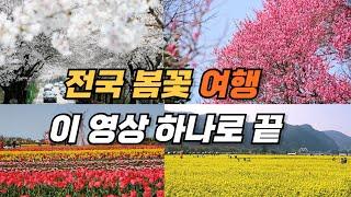 [CC] Recommendation of South Korean Spring Travel Destinations