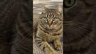 Не поедет #cat #shortvideo #youtube