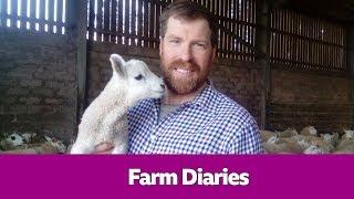 Jim Smith's Farm Diaries - Short Stuff