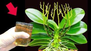 Place 1 cup of tea on the plant! Any orchid will grow numerous roots and beautiful flowers!