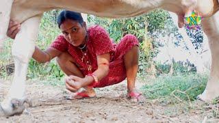 milking hilight video/sudam Sriya Vlog