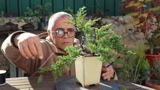 Beginner Bonsai Project with tree from garden center: Juniper Procumbens nana