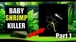 5 Day 3 Course Part 1 : How To Get Rid of Hydra In A Shrimp Tank With No Planaria