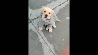 Labrador Puppy Training | Bella Nehra |