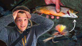 Dry Fly Fishing To Native Brook Trout