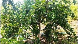 Atualização de todas as plantas 01 (3 anos do pomar)
