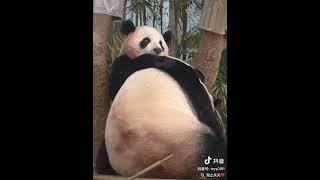6 20 睿宝：妈妈皮大衣太紧了， 给她松松 #睿宝辉宝 #爱宝双胞胎 #大熊猫睿宝 淘之夭夭