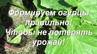 80. ОГУРЦЫ - правильное формирование куста, чтобы не потерять урожай!