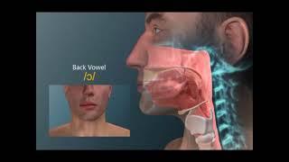 Anatomia de articulação das vogais o u - Fonovim Fonoaudiologia Neurológica