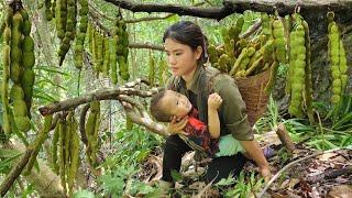 "Harvesting Super Large Wild Tamarinds to Sell at the Market - Cooking a Simple Countryside Dinner".