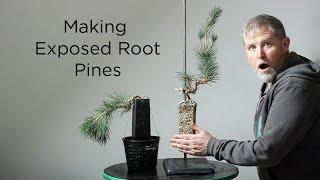 Bonsaify | Three Examples of Creating Exposed Root Bonsai