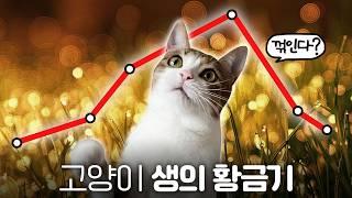이 나이 때 놓치면 안 되는 것이 있습니다(냥생황금기)
