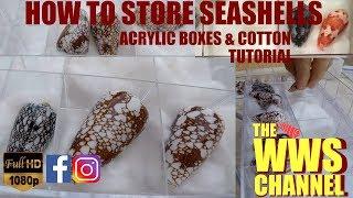 How to store seashells (Acrylic boxes & cotton)  Sea shell Collection