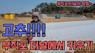 부직포터널로 고추 키우면 뭐가 좋게유~~