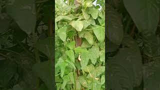 Ramesh Maurya