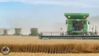 Massive Wheat Harvest: 7 Combines at Work