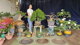 Hoa kiểng Bonsai, Đồ Đồng các loại chơi Tết chào*bán 13.01 (O939-7OO449) gặp Thúy An