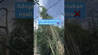 Adegan yang memerlukan nyali gede jangan di tiru #manguzanxchanel