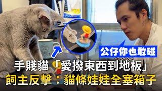 手賤貓「愛撥東西到地板」　飼主反擊：貓條娃娃全塞箱子｜寵物動物
