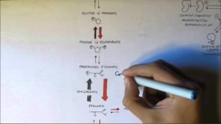 Regulation of Glycolysis and Gluconeogenesis