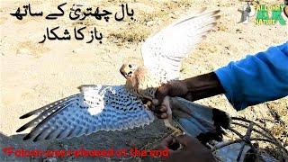 Beautiful Falcon Trapped with Bal-chatri | Falconry Traps