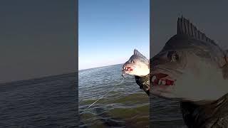 ТРОФЕЙНИЙ ГОБАЧ #shorts #рибалка #окунь #судак