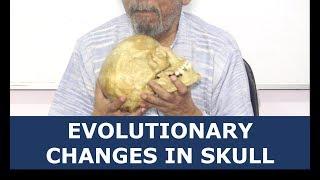 EVOLUTIONARY CHANGES IN SKULL | IAS| VAID SIR