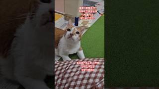 길고양이들도 집사가 필요해요. 약먹자니 도망다니던 애가 부른다고 오다니..  #돌돌이할배