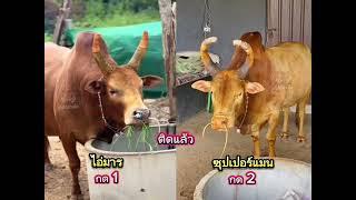 ท่านมาร VS ซุปเปอร์แมน #ดูวัวชนสด #พี่เสือแดนใต้ #สนามบ่อล้อ #พี่เสือล่าสุด #วัวชนวันนี้ #วัวชนสด