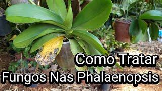 Como Tratar FUNGOS Nas ORQUÍDEAS PHALAENOPSIS | Juliane Becker