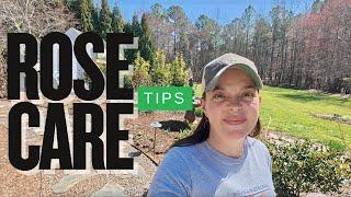 3 Important Tips for Late Winter Rose Care