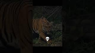 The death stare ️ #viralvideo #aura #animals #sigmacat #sigma #wildlife #wildanimals
