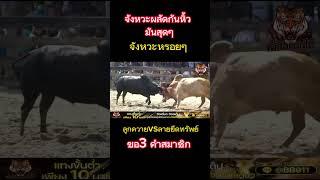 จังหวะผลัดกันหิ้ว #ลูกควาย #ลายยึดทรัพย์ #วัวชนวันนี้ #วัวชน #พี่เสือแดนใต้ #ดูวัวชนสด #ถ่ายทอดสดวัว