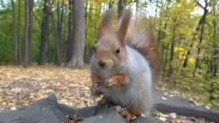 О гладибельной белке / About a squirrel that can be stroked