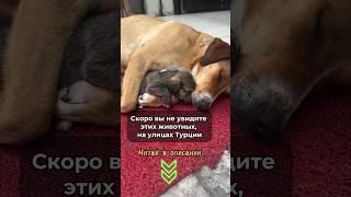 Новый закон в Турции  Турция  читай в комментариях