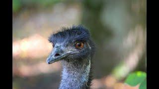 Emu Bird Facts: The World’s 2nd Largest Flightless Bird Explained