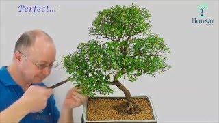 Beautiful Specimen Chinese Elm Bonsai Tree - Supreme Range (PE002)