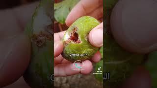 Chetoui الشتوي #figues #التين