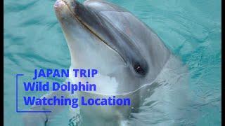 saw wild dolphins in Japan - My amazing trip to Japan