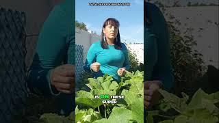 Kickstart Your Garden: Best Seeds to Start Indoors