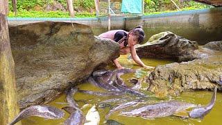 Bringing clean fish from the farm to the market for sale, Gardening and animal care / Ban Thi Diet