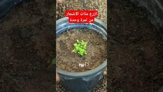 شجرة فاكهة جميلة تثمر بدون تطيعم ازرع مئات ببلاش