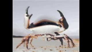Crab Dance - Baptiste Guilbaud