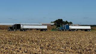 Corn harvest day 6