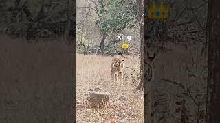 ranthmbor safari # sub tiger ka bap @## kya seen he