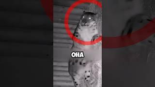 Снежный Барс Согреет Ваше Сердце! #животные